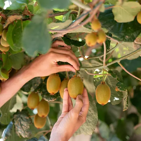 Oakstone Hills Hotel *