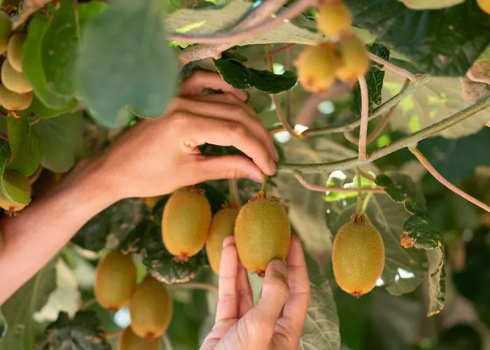 Oakstone Hills Hotel *